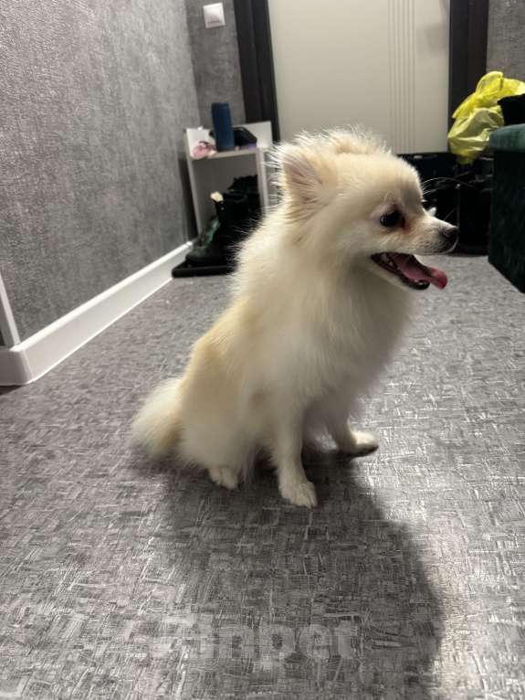 Собаки в других городах Алтайского края: Шпиц  Девочка, 15 000 руб. - фото 2