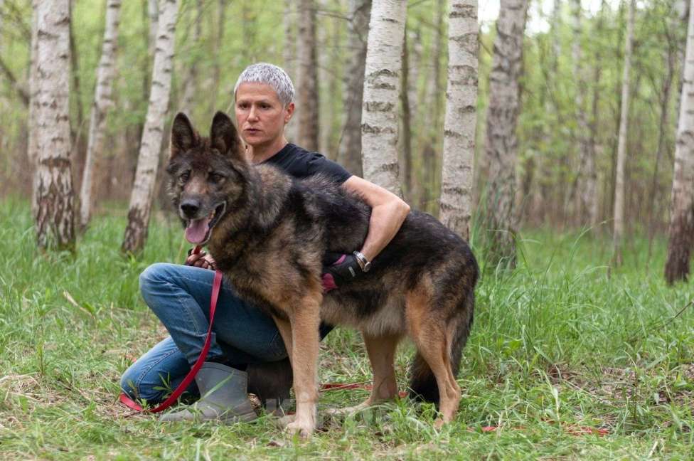 Собаки в Ногинске: Ищем дом Форесту Мальчик, Бесплатно - фото 5