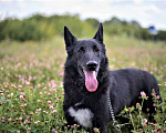 Собаки в Москве: Юджин – великолепный пёс с идеальным характером ждёт Вас Мальчик, Бесплатно - фото 2