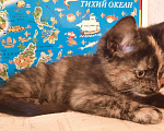 Кошки в Москве: Котёнок в добрые руки Девочка, 1 руб. - фото 2