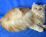 Кошки в Ливны: Котята персидские кремовые, 7 000 руб. - фото 2