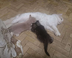 Кошки в Ливны: Котенок Американский керл, 15 000 руб. - фото 7