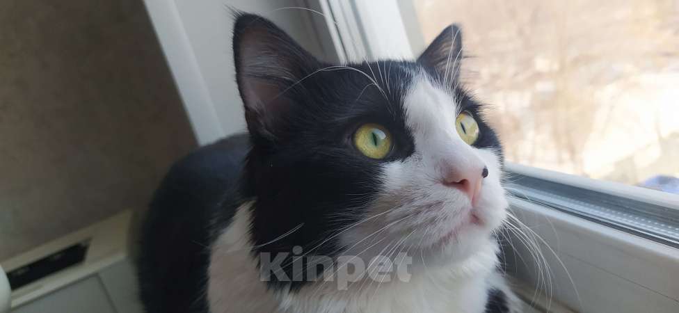 Кошки в Челябинске: Котёнок в добрые руки Мальчик, Бесплатно - фото 3