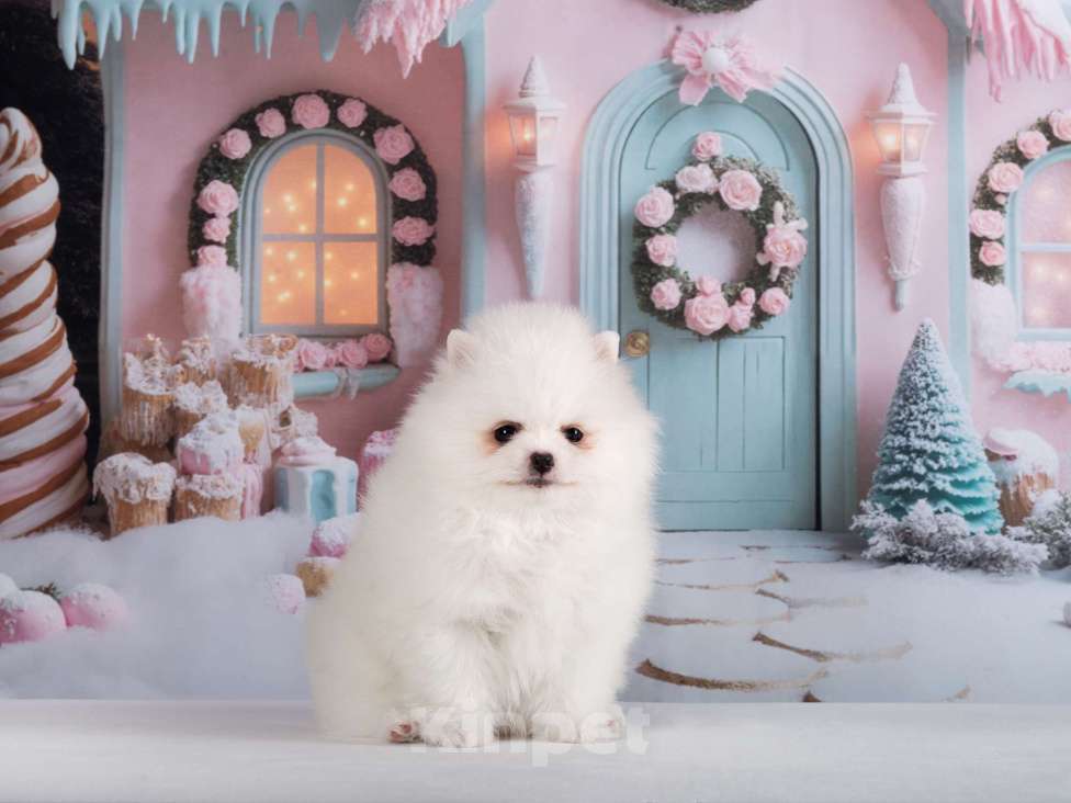 Собаки в Москве: Белый шпиц девочка Девочка, 70 000 руб. - фото 4