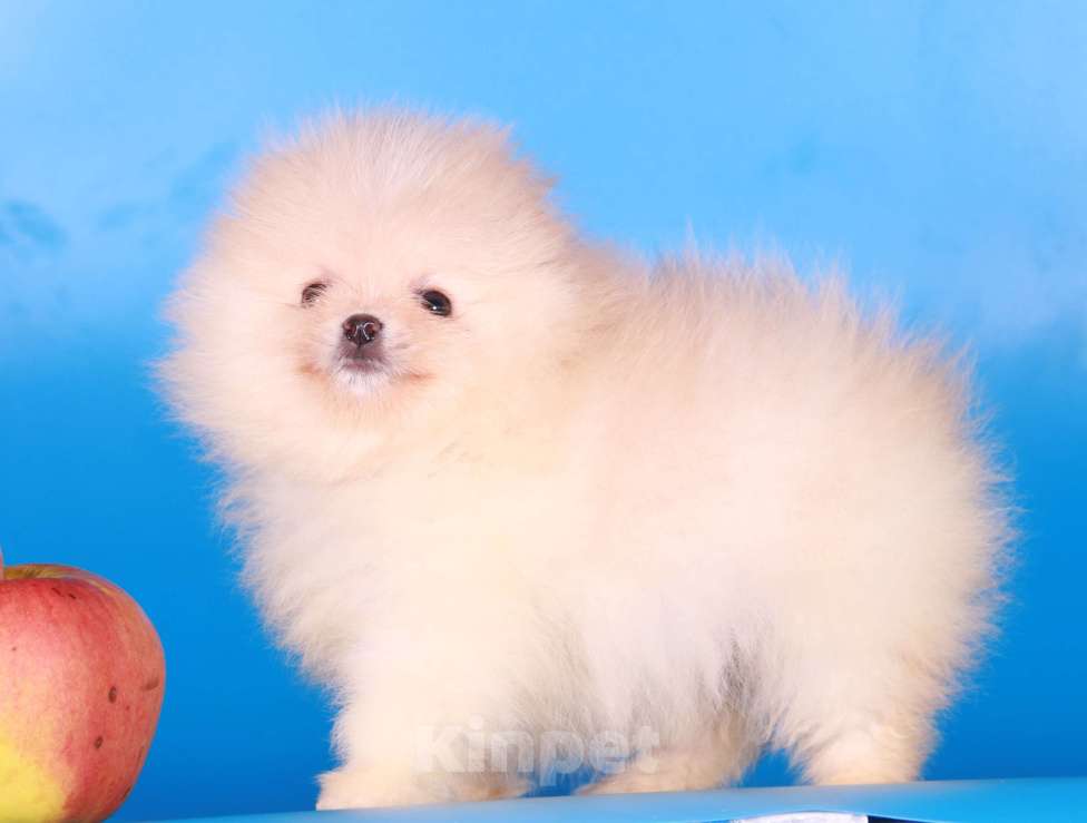 Собаки в Москве: померанский шпиц девочка супер мини Девочка, 50 000 руб. - фото 5