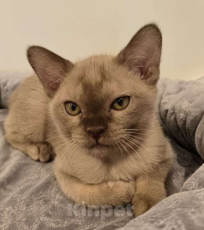 Кошки в Краснодаре: Агатв Девочка, 80 000 руб. - фото 2