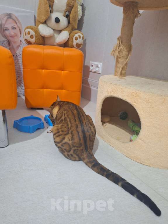 Кошки в Новосибирске: Вязка бенгальский кот Мальчик, 15 000 руб. - фото 2