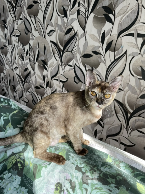 Кошки в Нижнем Новгороде: Бурманские котята Девочка, 15 000 руб. - фото 1