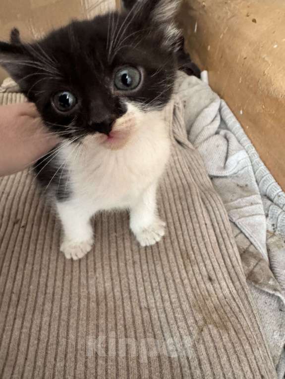 Кошки в Ростове-на-Дону: Кошку с котятами выбросили, временно живут в подъезде Разнополые, Бесплатно - фото 6