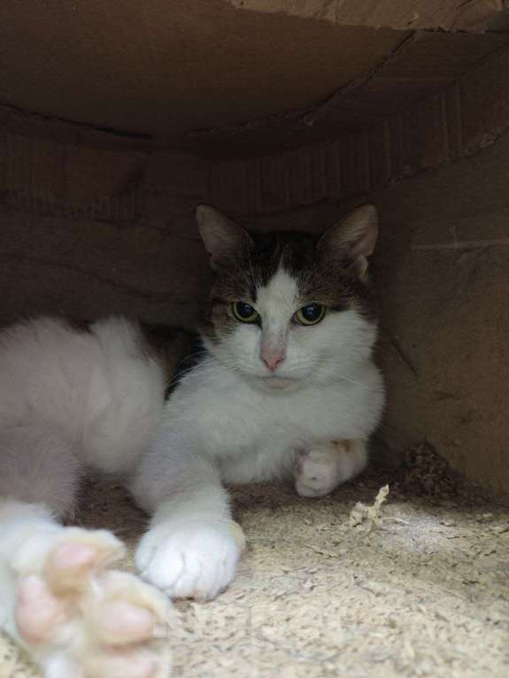 Кошки в Москве: Барсук- обаяшка и кот Мальчик, Бесплатно - фото 2