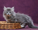 Кошки в Барнауле: Котик Юкотан💙 Мальчик, Бесплатно - фото 3