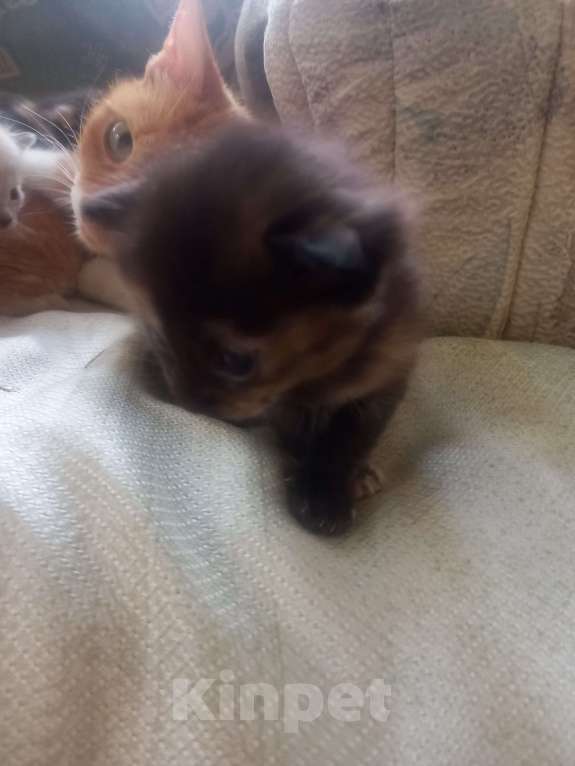 Кошки в других городах Московской области: Котенок ищет дом Девочка, Бесплатно - фото 2