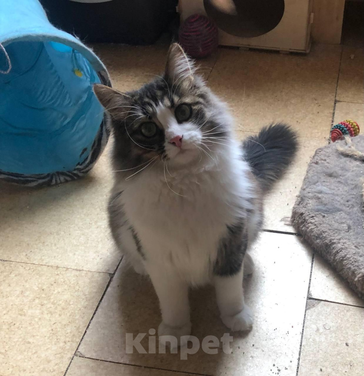 Кошки в Москве: Кошка Фиона в добрые руки Девочка, Бесплатно - фото 4