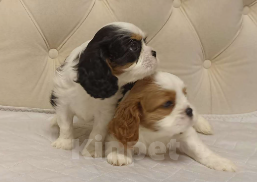 Собаки в Екатеринбурге: Кавалер чики  Мальчик, Бесплатно - фото 3