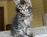 Кошки в других городах Московской области: Мейн-кун мальчишка❤️ Мальчик, 60 000 руб. - фото 3