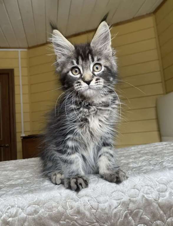 Кошки в других городах Московской области: Мейн-кун мальчишка❤️ Мальчик, 60 000 руб. - фото 3