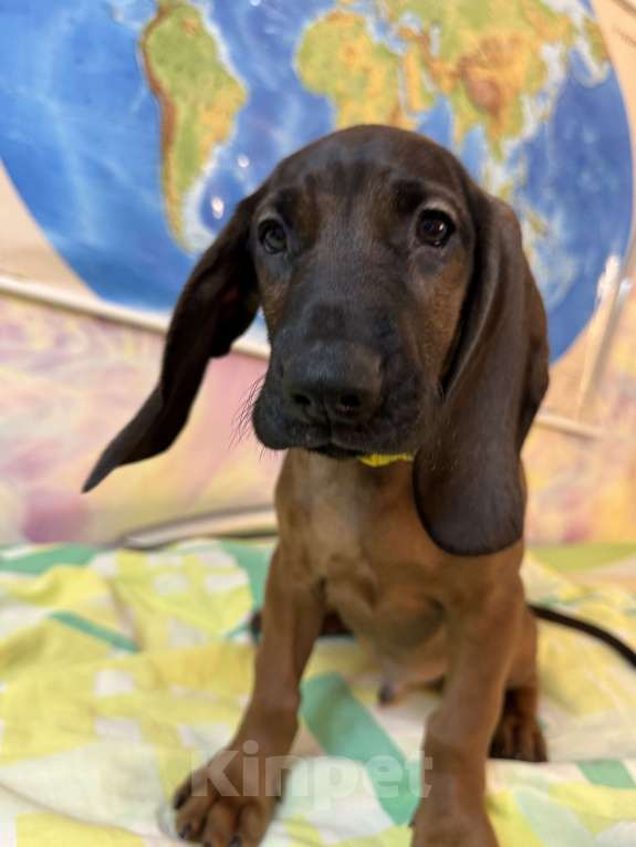 Собаки в Санкт-Петербурге: Щенок редкой породы Баварской горной гончей Мальчик, 80 000 руб. - фото 5