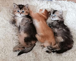 Кошки в Чебоксарах: Шотландский прямоухий котёнок Девочка, 20 000 руб. - фото 6