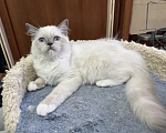 Кошки в Москве: Мальчишка 3 месяца Мальчик, 35 000 руб. - фото 1