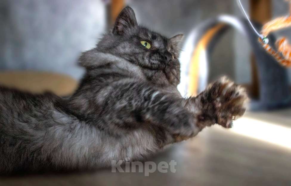 Кошки в Москве: манчкин кот Мальчик, 30 000 руб. - фото 4