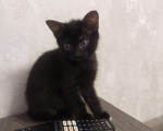 Кошки в Балашихе: Кошечка в добрые руки  Девочка, Бесплатно - фото 2