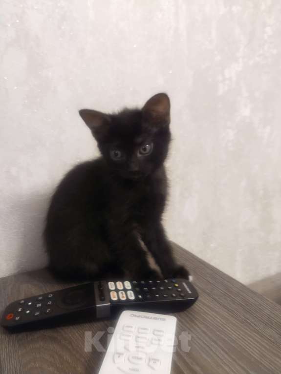 Кошки в Балашихе: Кошечка в добрые руки  Девочка, Бесплатно - фото 2