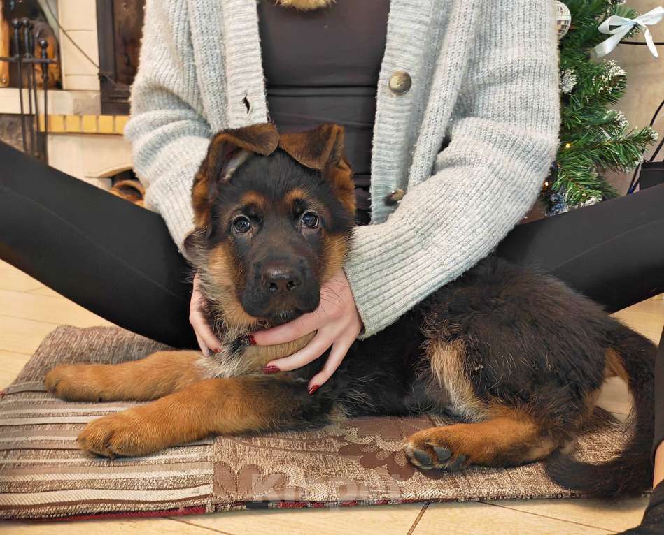 Собаки в Томске: Продаётся кобель стандарт Мальчик, 75 000 руб. - фото 1