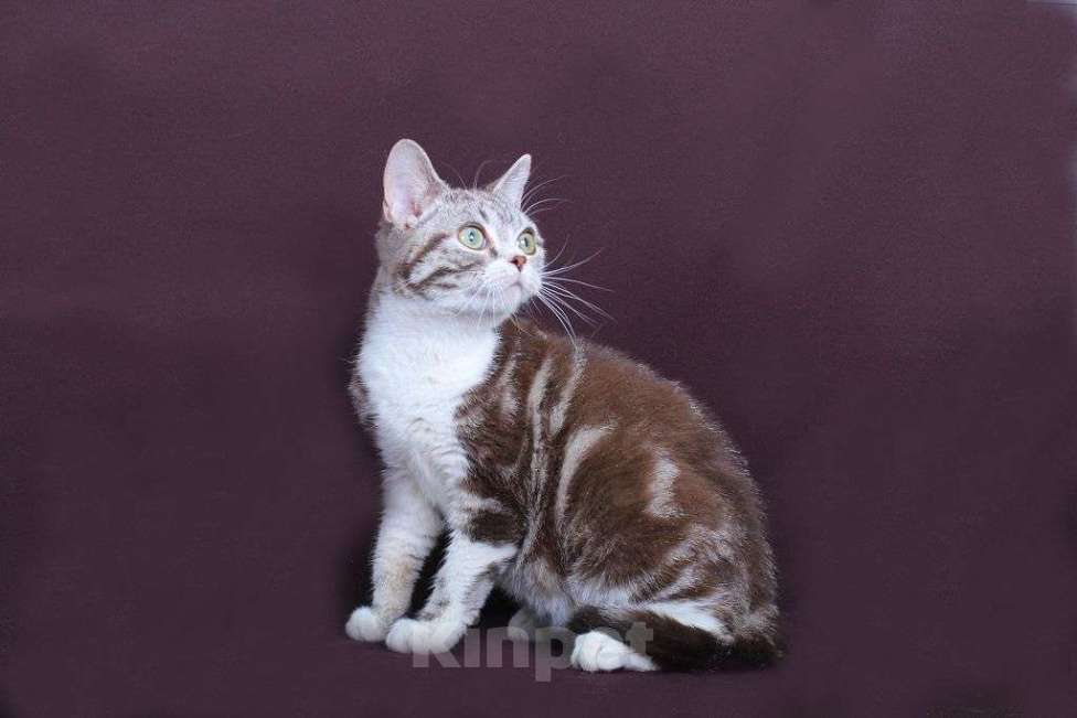 Кошки в Москве: Американский короткошерстный котёнок Мальчик, 60 000 руб. - фото 2