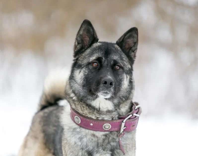 Собаки в Москве: Собака Нори ищет дом Девочка, 10 руб. - фото 1