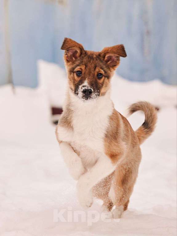 Собаки в других городах Московской области: Алекса,якутенок Девочка, Бесплатно - фото 3