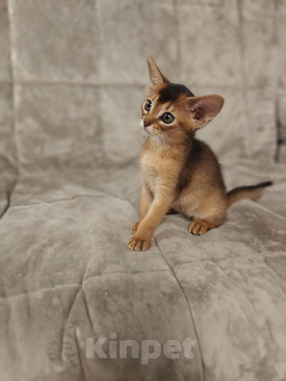 Кошки в Мытищах: Абиссинские котята в домашние любимцы Девочка 2 Девочка, 45 000 руб. - фото 5