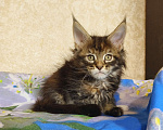 Кошки в Москве: Котёнок Мейн-Кун из питомника Девочка Девочка, 50 000 руб. - фото 1