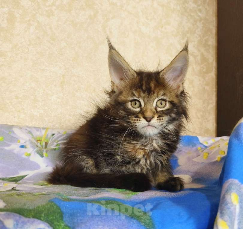 Кошки в Москве: Котёнок Мейн-Кун из питомника Девочка Девочка, 50 000 руб. - фото 1