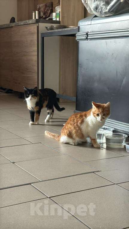 Кошки в других городах Московской области: Кошечки и коты Девочка, Бесплатно - фото 9