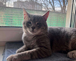 Кошки в Москве: Добродушный красавчик ищет себе кожаных Мальчик, Бесплатно - фото 3