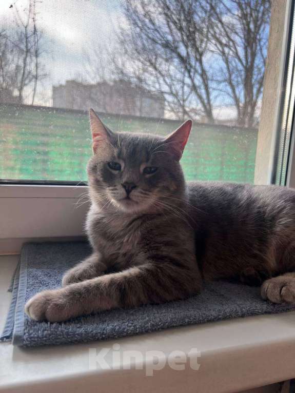 Кошки в Москве: Добродушный красавчик ищет себе кожаных Мальчик, Бесплатно - фото 3