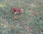 Собаки в Черкесске: Пропал спаниель Мальчик, 1 500 руб. - фото 1