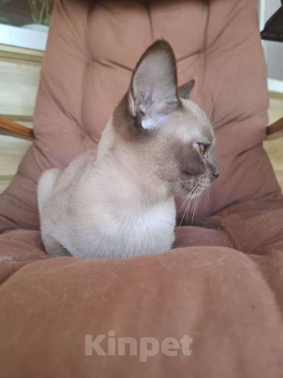 Кошки в Уфе: Продаются подростка  кошечку Девочка, 15 000 руб. - фото 3