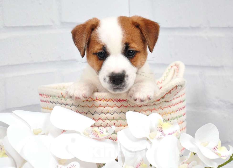 Собаки в Санкт-Петербурге: Щенок джек рассел терьера Девочка, 50 000 руб. - фото 1