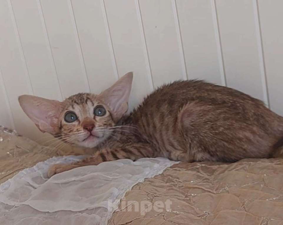 Кошки в Волгограде: Ориентальные котята  Девочка, Бесплатно - фото 3