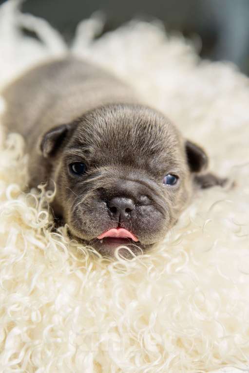 Собаки в Москве:  французский бульдог Девочка, 50 000 руб. - фото 2