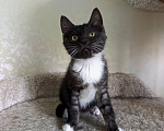 Кошки в Химках: Котенок девочка Девочка, Бесплатно - фото 3