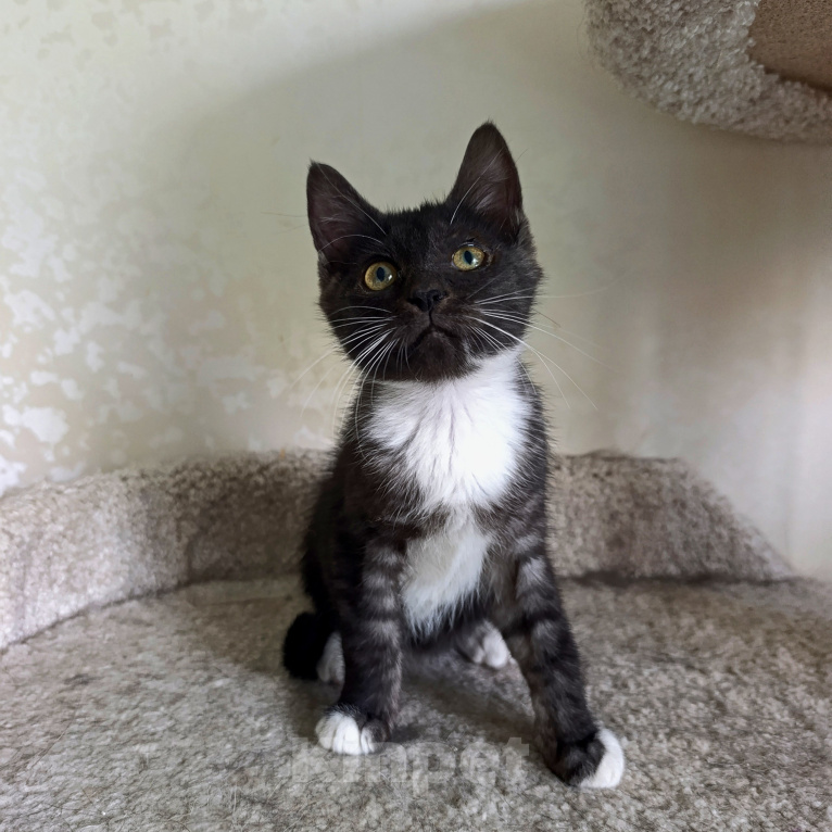 Кошки в Химках: Котенок девочка Девочка, Бесплатно - фото 3