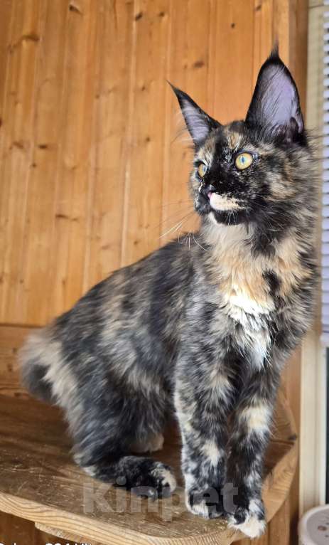 Кошки в Москве: Под стерелизацию Девочка, 40 000 руб. - фото 4