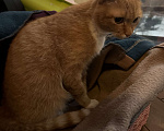 Кошки в Домодедово: Кошка найдёныш Девочка, Бесплатно - фото 3