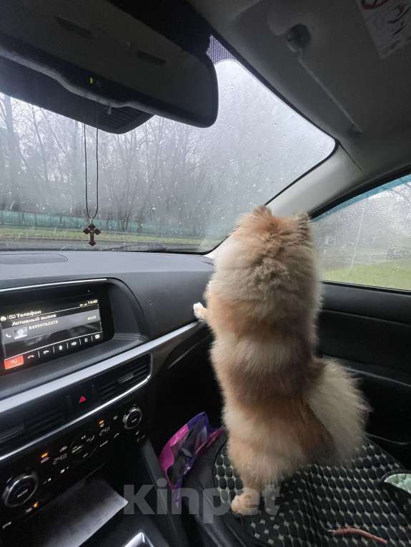 Собаки в Москве: Отдам в хорошие руки Мальчик, 15 000 руб. - фото 2