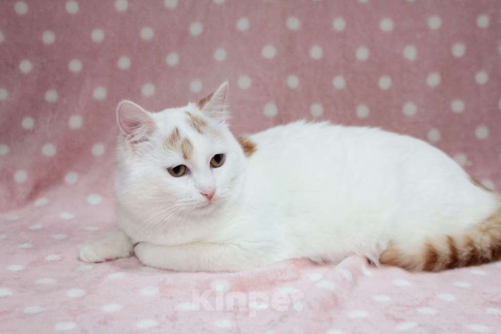 Кошки в Москве: Нежная Мия Девочка, Бесплатно - фото 2