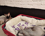 Кошки в Ардоне: Котенок Донского сфинкса Мальчик Мальчик, 15 000 руб. - фото 3