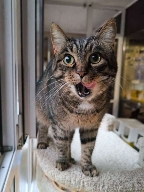 Кошки в Москве: Скоро будет два года, как Габи живет в приюте Девочка, Бесплатно - фото 3