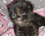 Кошки в Перми: Котенок мейн-кун Девочка, 45 000 руб. - фото 1